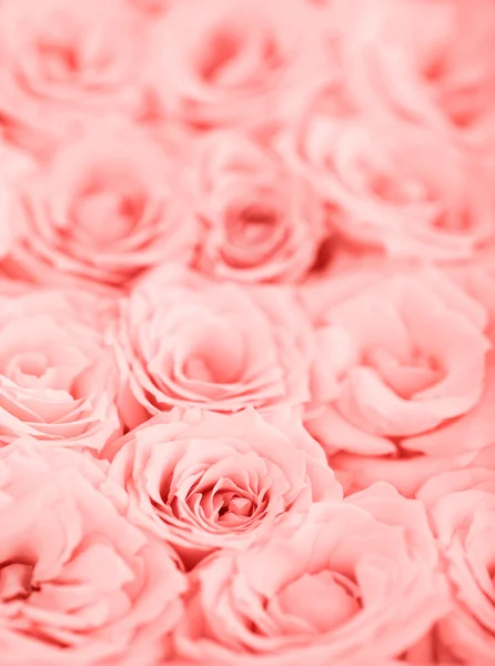 Różowe róże tło — Zdjęcie stockowe