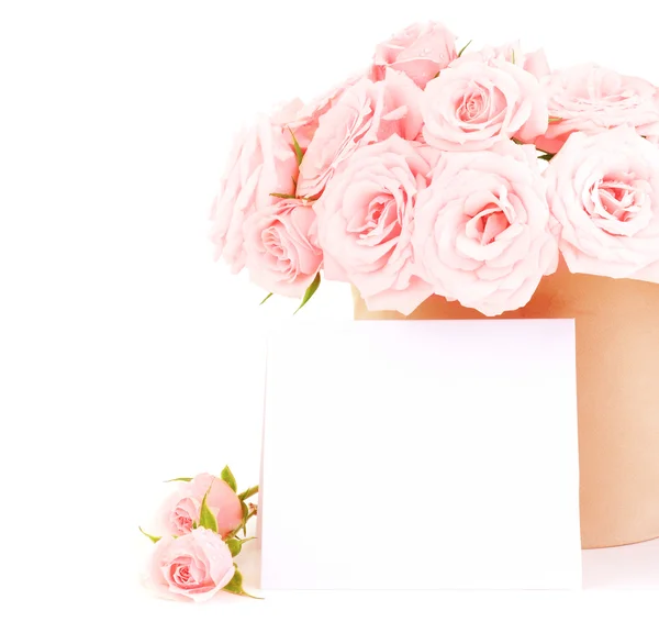 Pot of pink roses — Stock Photo, Image
