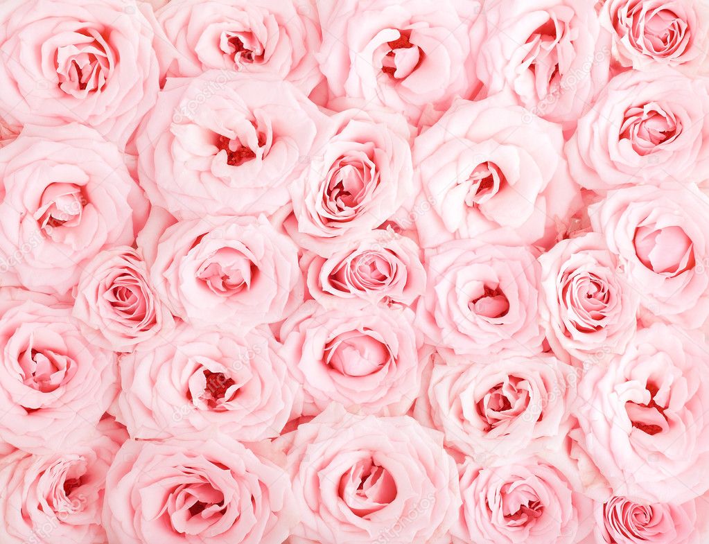 Pink roses background Stock Photo by ©Anna_Om 5203885