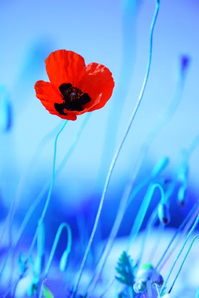 Poppy flowers meadow — Stock Photo, Image