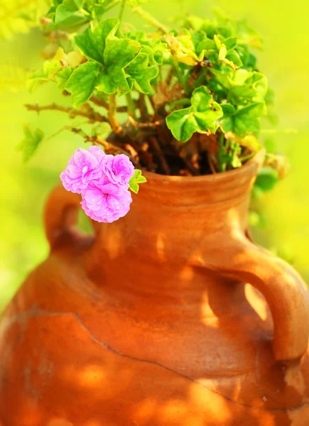 Pink spring flower in the pot — Stock Photo, Image