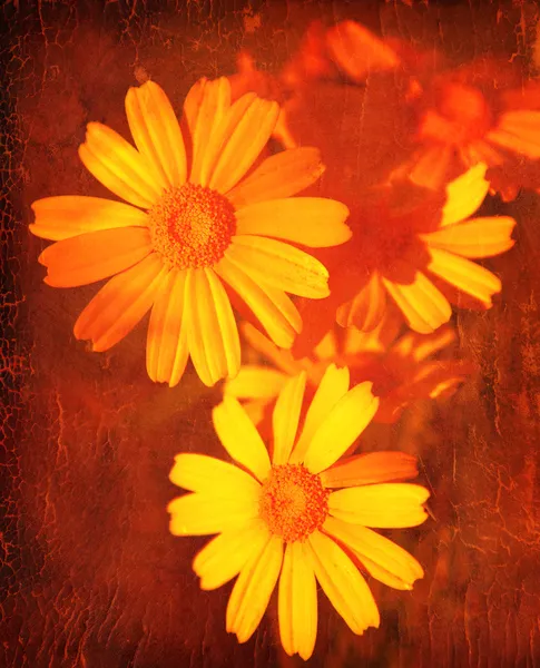 Abstrait floral fond grunge — Photo