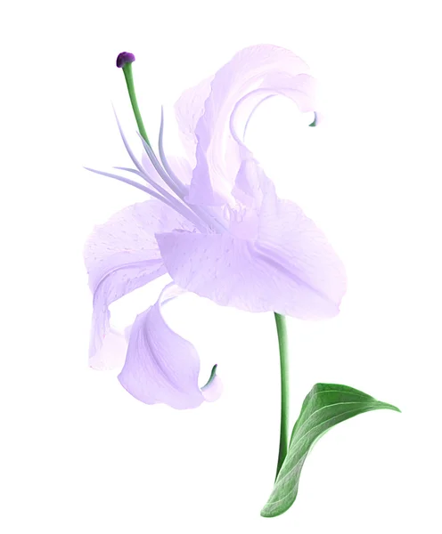 Beautiful violet lily — Stock Photo, Image