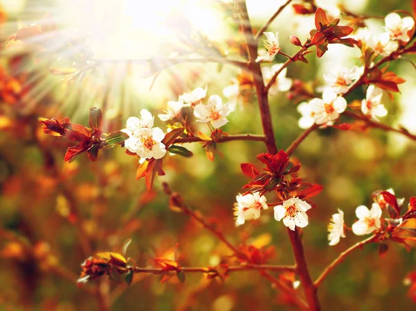 Mandelträd blossom — Stockfoto