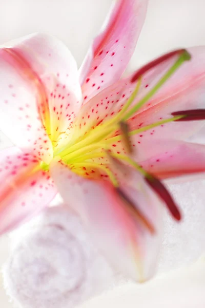 Taze pembe lily — Stok fotoğraf
