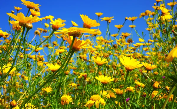 Campo de primavera de margaridas amarelas — Fotografia de Stock