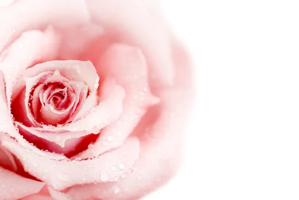 Verse roze roos — Stockfoto