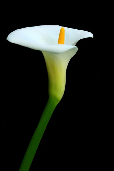 Lilia biała — Zdjęcie stockowe