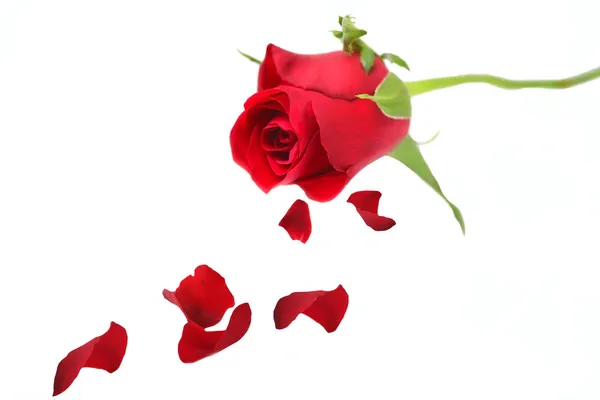 Červená růže s okvětními lístky — Stock fotografie