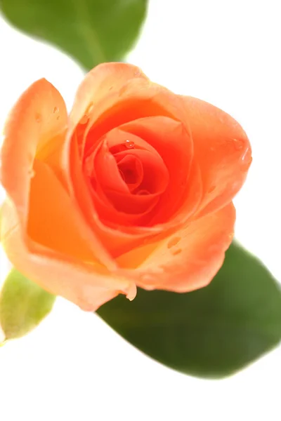 Ροζ τριαντάφυλλο με dops δροσιάς — Φωτογραφία Αρχείου
