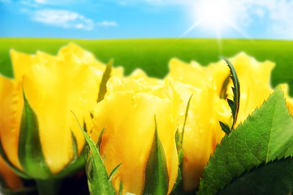 Rosas amarelas no campo — Fotografia de Stock