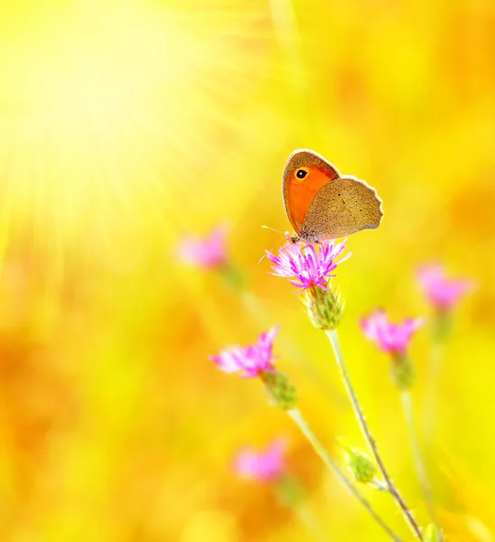 美しい黄色の蝶krásný žlutý motýl — Stock fotografie