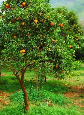 Mandarin tree clipart