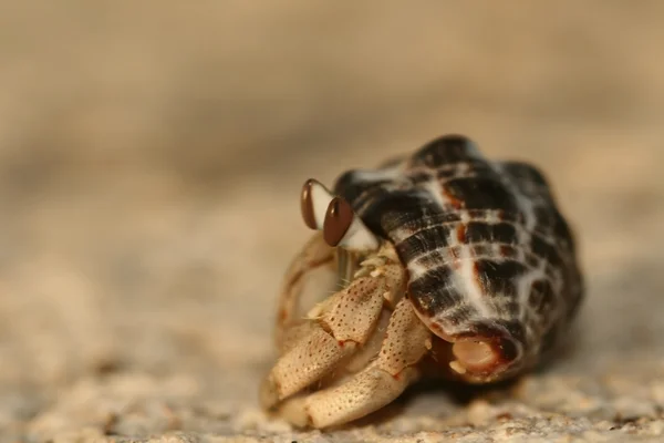 Krabbe in seinem Panzer — Stockfoto