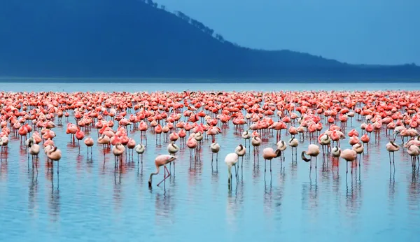 Flamingos africanos — Fotografia de Stock
