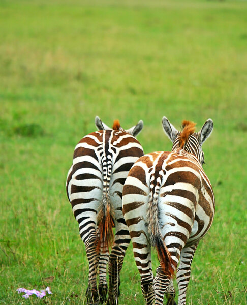 Two wild zebras. Africa. Kenya. Lake Nakuru