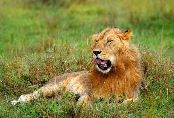Portrét mladé divoké africký Lev — Stock fotografie