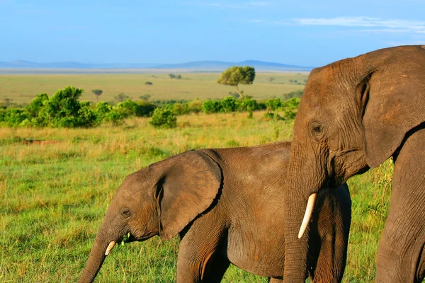 Sloni v přírodě — Stock fotografie