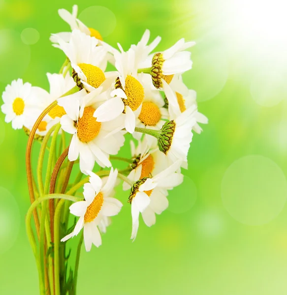 Stokrotka świeże kwiaty — Zdjęcie stockowe