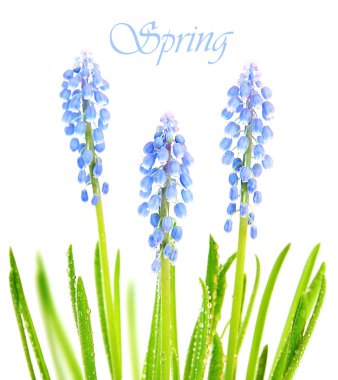 Spring flowers clipart