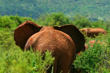 African Elephant in the wild clipart