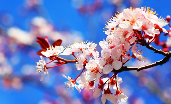 Kersenboom bloesem — Stockfoto