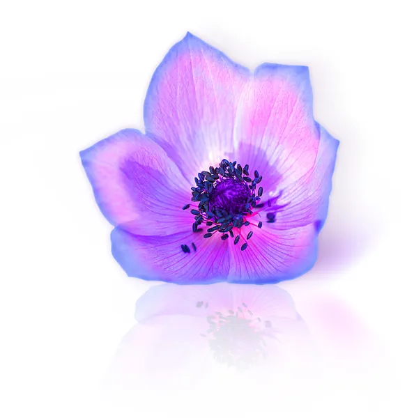 Frische lila Frühlingsblume — Stockfoto