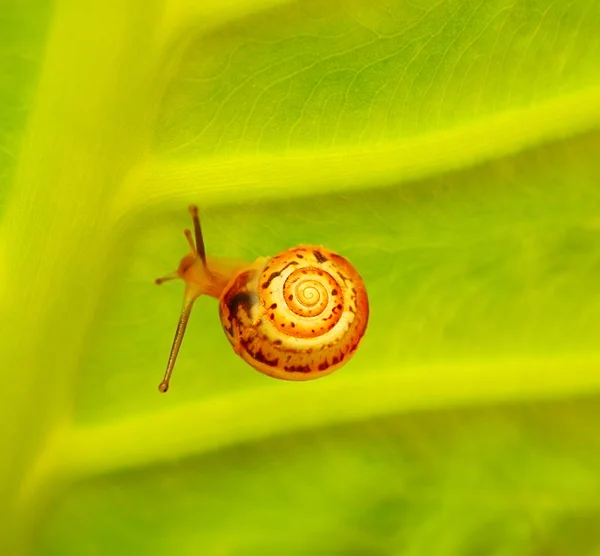 Little snail — Stock Photo, Image