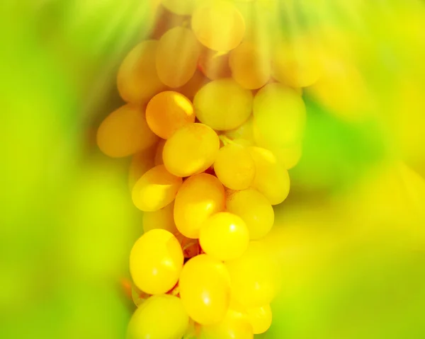 Fechar em uma uva branca — Fotografia de Stock