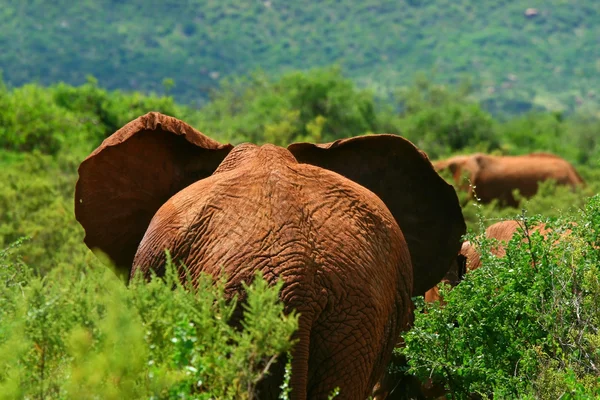 Αφρικανικός ελέφαντας στην άγρια φύση — Φωτογραφία Αρχείου