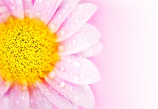 Μαργαρίτα ροζ λουλούδι — Φωτογραφία Αρχείου