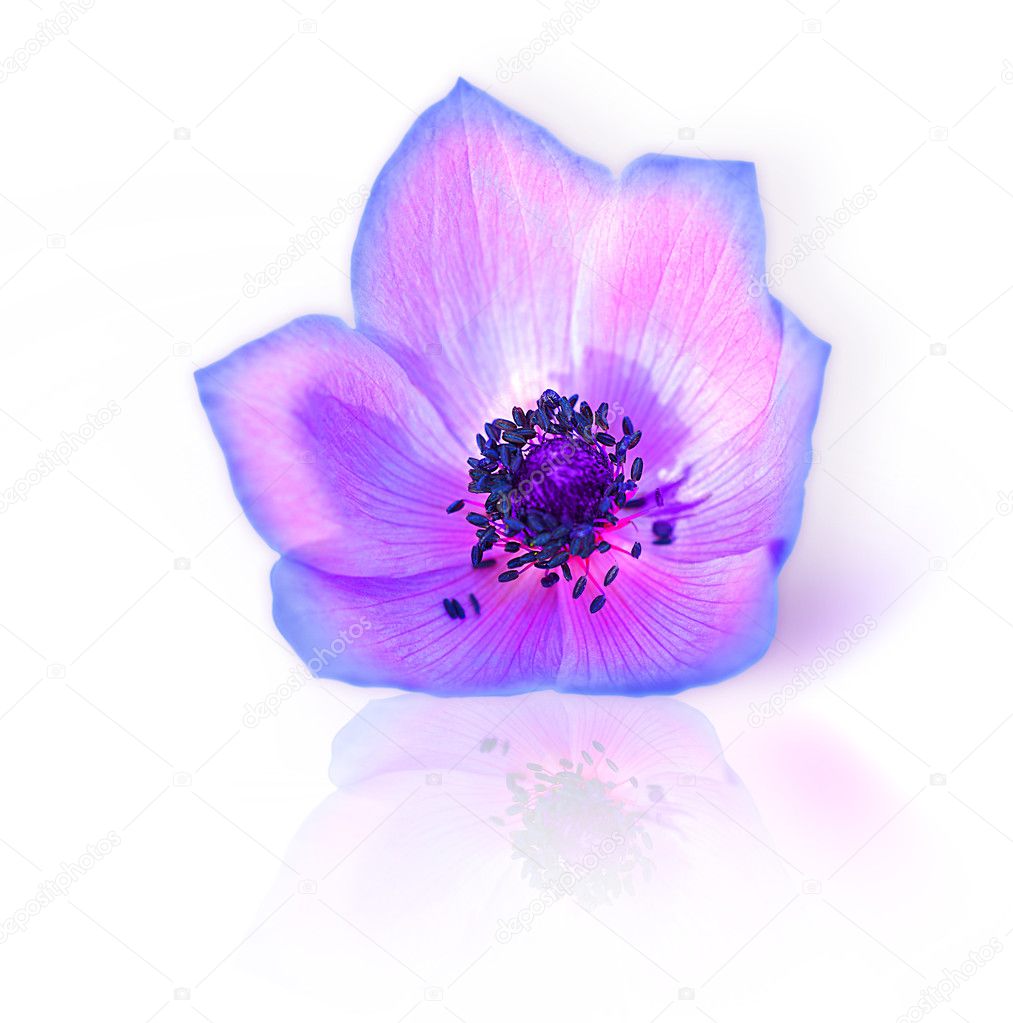Fresh purple spring flower