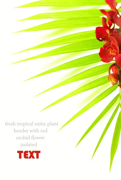 Palm leaves and red orchid — Stock Photo, Image