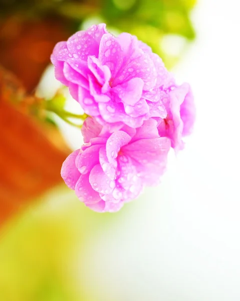 Fiori bagnati rosa primavera — Foto Stock