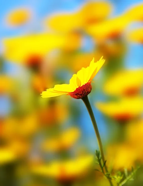 Campo de primavera de margaridas amarelas — Fotografia de Stock