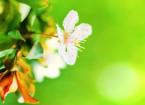Badem ağacı çiçeği — Stok fotoğraf