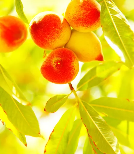 Stock image Peach tree