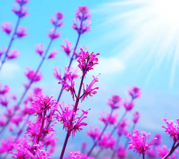 Primavera flor fundo — Fotografia de Stock