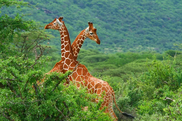 Luta de duas girafas — Fotografia de Stock