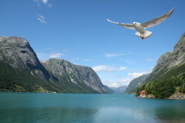 uçan martı ve Norveç Fiyordları