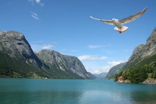Gabbiano volante e fiordi norvegesi — Foto Stock