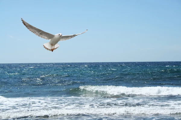 Uma bela seagul — Fotografia de Stock