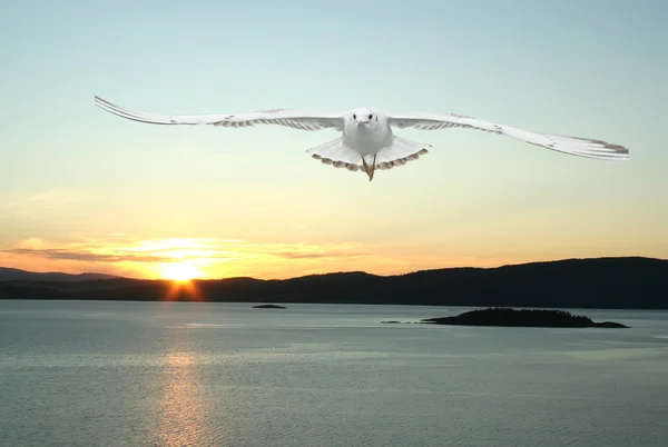 Gaivota voadora e fiordes noruegueses — Fotografia de Stock