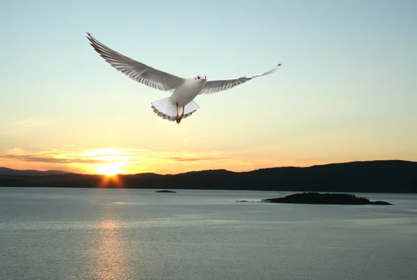 Uçan martı ve Norveç Fiyordları — Stok fotoğraf