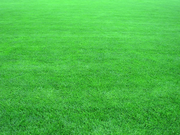 stock image Fresh green grass - texture