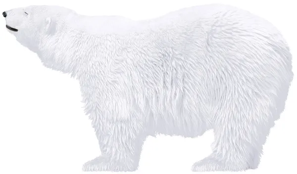 Isbjørn – stockfoto