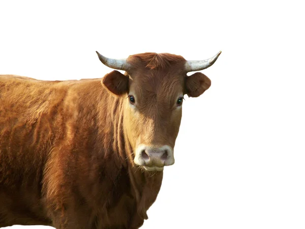 Ciekawy krowa — Zdjęcie stockowe