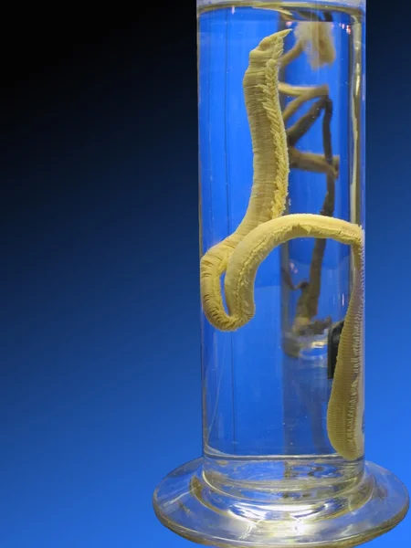 Cylinder with displays of worm — Stock Photo, Image