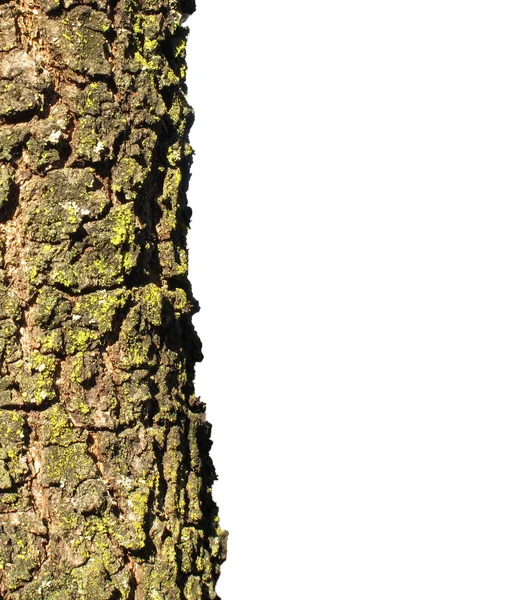 Trunk oak — Stock Photo, Image