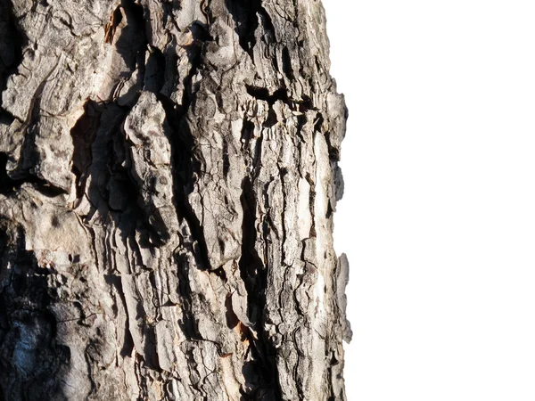 Detalhe de tronco de pinheiro — Fotografia de Stock